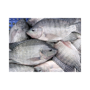 Filete de Tilapia Congelado LQF, 1 kg/Caja, Grado A, Bajo en Grasa y Nutritivo, Venta al por Mayor con Opciones de 100-200-300 g - Product Image 6