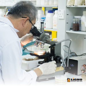 Malasia LiGNO TM02 ®   Extracto de Hongo Leche de Tigre, Nutracéutico Funcional, Energía, Inmunidad, OEM, ODM, Polvo de Salud Premium - Product Image 4