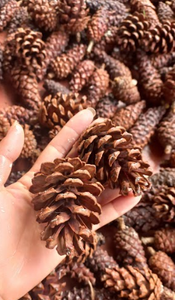 ต้นสนแห้งธรรมชาติสำหรับงานฝีมือตกแต่งวันหยุดและโครงการบ้านที่เป็นมิตรกับสิ่งแวดล้อม - Product Image 4