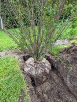 Enveloppe en boule de jute pour pépinière d'arbres, couverture en toile de jute biodégradable pour le transport des plantes et l'aménagement paysager