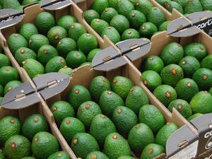 Avocats frais pour l'exportation au meilleur prix, qualité supérieure, en vente - Product Image 5