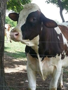 Bò Sữa <span class=keywords><strong>holstein</strong></span>-friesian mang thai để sản xuất sữa hiệu quả cho các thành phần bơ - Product Image 6