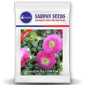 เมล็ดพันธุ์ดอกแอสเตอร์ไฮบริด SARPAN ASTER-AST-5 10 กรัม สีชมพู - Product Image 1