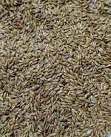 Biji Kenari Ramah Lingkungan Kemasan Besar 25-50kg |   Pakan Burung Premium |   Asal Amerika Serikat |   Kemurnian 99% |   Semua Musim |   Ekspor Grosir