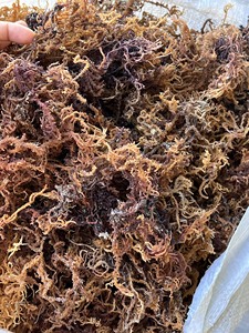 Vente en gros de mousse d'algues 100% pure, varech / mousse d'algues irlandaise / mousse d'algues séchée Chondrus Crispus, sans sel - Product Image 3