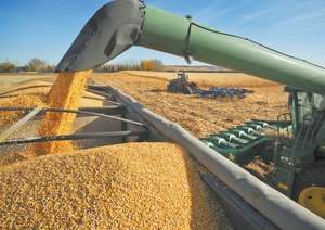 Maíz Amarillo Orgánico Seco al por Mayor de Fábrica, Maíz Blanco para Consumo Humano y Alimentación Animal, Paquete a Granel - Product Image 3