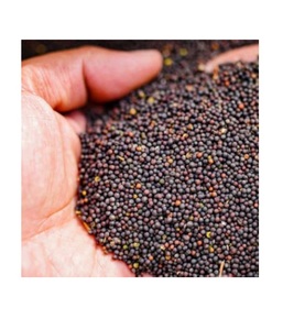 Prix les plus bas Vente en gros de graines de colza et de canola Graines de colza et de canola à vendre - Product Image 2