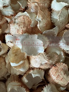 Coquilles de crabe séchées de haute qualité pour l'artisanat, coquilles entières nettoyées, teneur en sel <2%, séchées naturellement, 5kg/carton, prix de gros abordable - Product Image 3