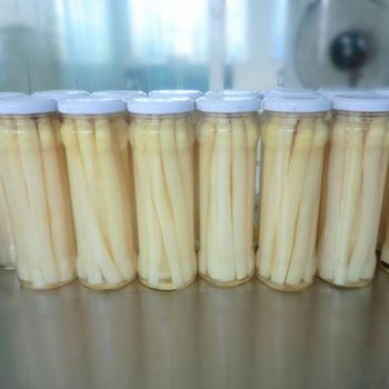 Tender White Asparagus Spears / Farm Fresh / Premium Quality / Made in Vietnam