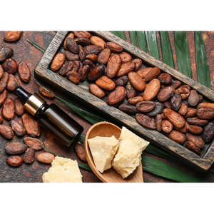 เมล็ดโกโก้ออร์แกนิกเมล็ดโกโก้แห้งธรรมชาติคุณภาพสูง - Product Image 1