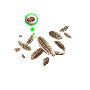 ผักชีฝรั่ง | ส่วนผสมสมุนไพรทำอาหารสำหรับแบรนด์ออร์แกนิก - Product Image 5