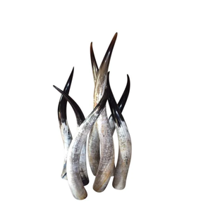 Buffalo Horn Natural Color and Shape High Quality Eco-Friendly Modern Indoor Living Room Decorative Horns Cross Style - Product Image 2