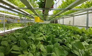 Épinards à feuille de catappa bio cueillis à la main Clean Label Supplément de soutien immunitaire à base de plantes - Product Image 4