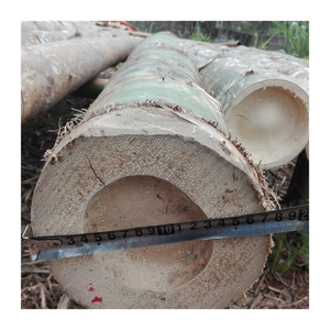 Poste de bambú de fábrica con tamaño personalizado para agricultura/Poste de bambú natural de Vietnam de alta calidad/Poste de bambú Premium - Product Image 3