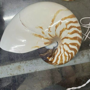 Concha marina en espiral, Material artesanal decorativo pulido, adorno de exhibición para el hogar, exportación, fuente de Vietnam - Product Image 1