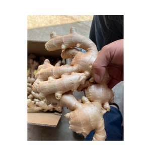 Jengibre fresco Premium de Vietnam, el mejor jengibre fresco con fuerte aroma y sabor picante perfecto para platos culinarios y exportación - Product Image 1