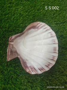 เปลือกหอยวัวเสือธรรมชาติขนาด1นิ้วเหมาะสำหรับนักออกแบบเครื่องประดับและร้านขายลูกปัดสำหรับจำหน่ายต่อในหลากหลายขนาด - Product Image 4