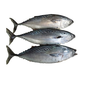 Thon Bonito Congelé Premium - Fournisseur en Gros de Thon Bonito - Product Image 5