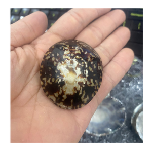 Craft Product Limpet Shell from Vietnam Used for <b>Mosaic</b> <b>Art</b> and <b>Wall</b> Decor by 99 Gold Data Exporter - Product Image 1