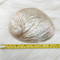 Nacre coquillages blancs polis coquillage d'ormeau naturel océan coquillages nacrés vente en gros