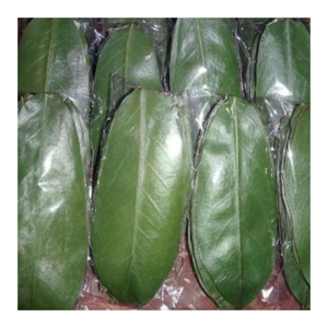 Té de hojas de Graviola Guanábana seca Paquete a granel de hierbas Té de hojas sueltas de Annona Muricata Té de hojas secas sabrosas - Product Image 3