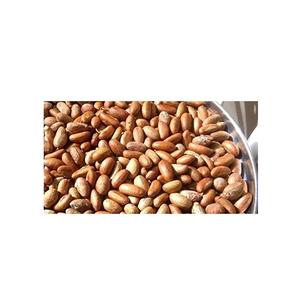 Garcinia Bitter Kola Natural de Primera Calidad, Orgánica, Grado A, para Venta al por Mayor/Precio Económico - Product Image 2