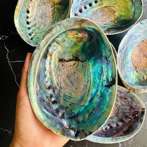 FABRICURE POLI ORMEAU COQUILLE CONQUE ARC-EN-CIEL SAUGE LÉGÈRE REPTILE BOL ALIMENTAIRE DÉCORATION CADEAUX AMELIA + 84855014447 - Product Image 2