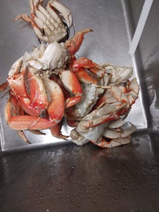 Approvisionnement en gros de crabes royaux rouges vivants surgelés d'origine américaine, 6 kg en carton et sous film plastique, prix de gros - Product Image 3