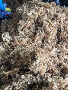 Irish Seamoss <b>Jamaican</b> <b>Sea</b> <b>Moss</b> Goldens <b>Sea</b> <b>Moss</b> Premium Quality Bulk <b>Wholesale</b> Export from Vietnam - Product Image 5