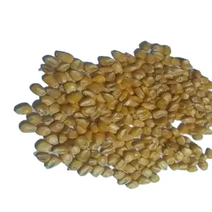 Tierfutter B Grade Dry Yellow Maize erhältlich