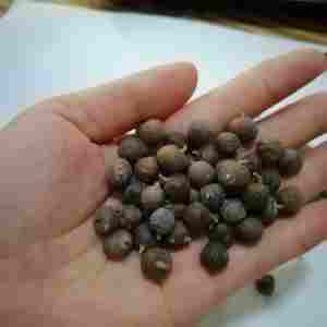 Organic natural juniper berries bulk supply new season premium quality dried juniper berries wholesale private label packaging - Product Image 5