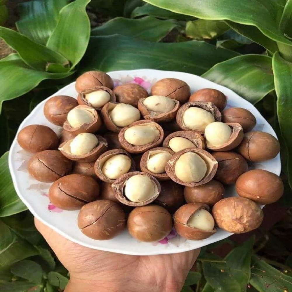 Macadamia Nuts Big Size Roasted and Dried High Quality New Crop for Food and Snack Use Wholesale