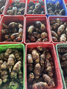 Demi-taro congelé IQF de haute qualité tranches fraîches entières/gros morceaux exportation en gros de légumes IQF - Product Image 6