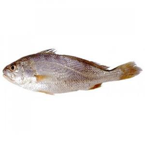 Poisson croaker de qualité supérieure, frais et surgelé IQF, entier ou en filets, fruits de mer riches en protéines pour la cuisson, la grillade et la cuisson à la vapeur - Product Image 4