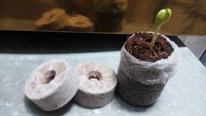 Coco Grow Discs Coir pellets Composite Plant Cover en Beige/ Natural Coir Fiber Pellet de 99 GD Vietnam - Product Image 5
