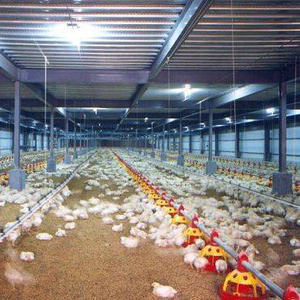 Gallinero y gallinas automAtico para <span class=keywords><strong>crIa</strong></span> de aves de corral precio barato - Product Image 2