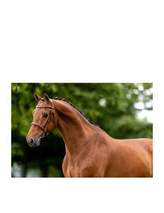 Bridon de cheval en cuir occidental avec perles - Product Image 4