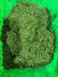 Meilleur prix de gros Feuilles de manioc broyées IQF-Vert frais du Vietnam - Product Image 6