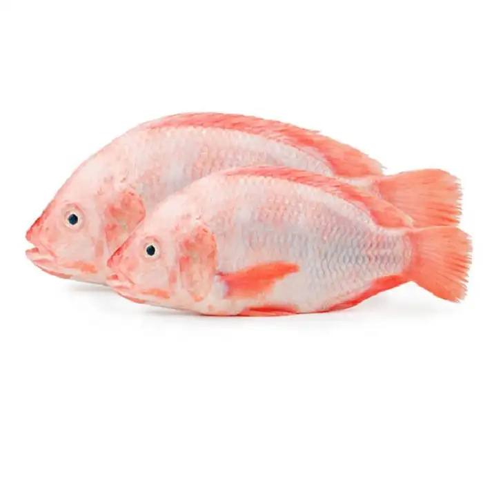 Tilapia — panier de poisson hydratant de qualité supérieure, ikp, IQF, gelée de poisson, haute qualité