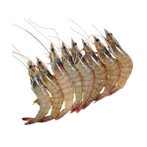 Camarones Vannamei Congelados, Calidad de Exportación, Camarones Blancos, Suministro de Mariscos - Product Image 5