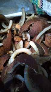 COCHETA DE COCO / COPRA 25-50Kg, 2 Años de Vida Útil, Certificado de Origen, Bolsa/Caja de PP - Product Image 2