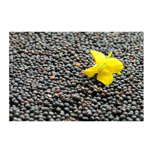 100% semillas de colza/canola secas naturales de la mejor calidad, productos agrícolas crudos, precios al por mayor de la fuente del fabricante - Product Image 3