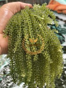 Raisins de mer séchés rôtis à chaud Lato/Latok/algues de Takimex Global Company au Vietnam Emballage OEM exporté dans des sacs - Product Image 3