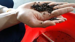 Top Grade Việt Nam Hạt tiêu đen hạt giống thảo mộc AD khô chất lượng cao nguyên chế biến 50kg túi đảm bảo liên hệ với + 84982153058 - Product Image 4