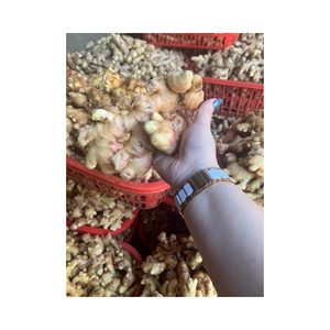 Racine entière naturelle de gingembre frais pour plateaux de vente au détail kits de repas et étagères d'épicerie, cultivée au Vietnam, qualité d'affichage premium - Product Image 4