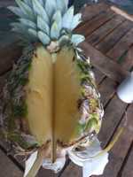 Hoge Kwaliteit Md2 Ananas Zoet En Vers Geëxporteerd Naar Eu Usa Japan-Beste Prijs Heerlijk Fruit/Anna Do Vilaconic
