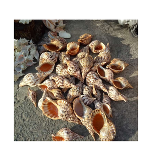 Conchas de trompeta de alta calidad, aspecto limpio y natural, perfecto para tiendas de recuerdos, colecciones marinas, temas de acuarios - Product Image 2