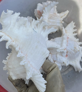 Material de Concha de Tonna Pulida para Aplicaciones Artísticas de Decoración del Hogar, Seleccionado a Mano en Zonas Costeras de Vietnam - Product Image 4