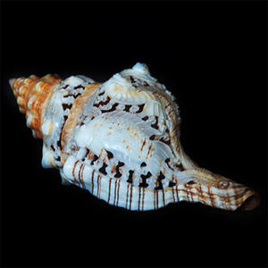 เครื่องประดับเปลือกหอยแกะสลักพร้อมศิลปะการแกะสลักรูปสัตว์ขนาด17ซม. - Product Image 1