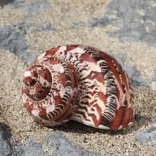 High Quality of Decoration Item - <strong>Tapestry</strong> Turban Seashell From Vietnam - Wholesale Ready in Stock - Product Image 5